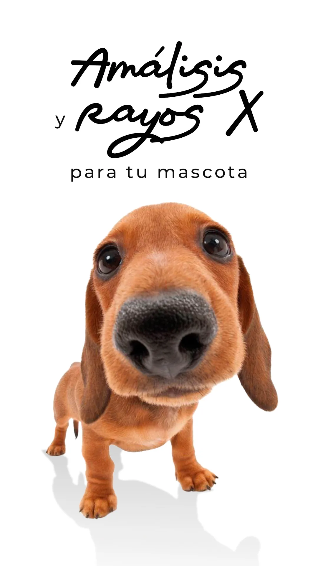 PET